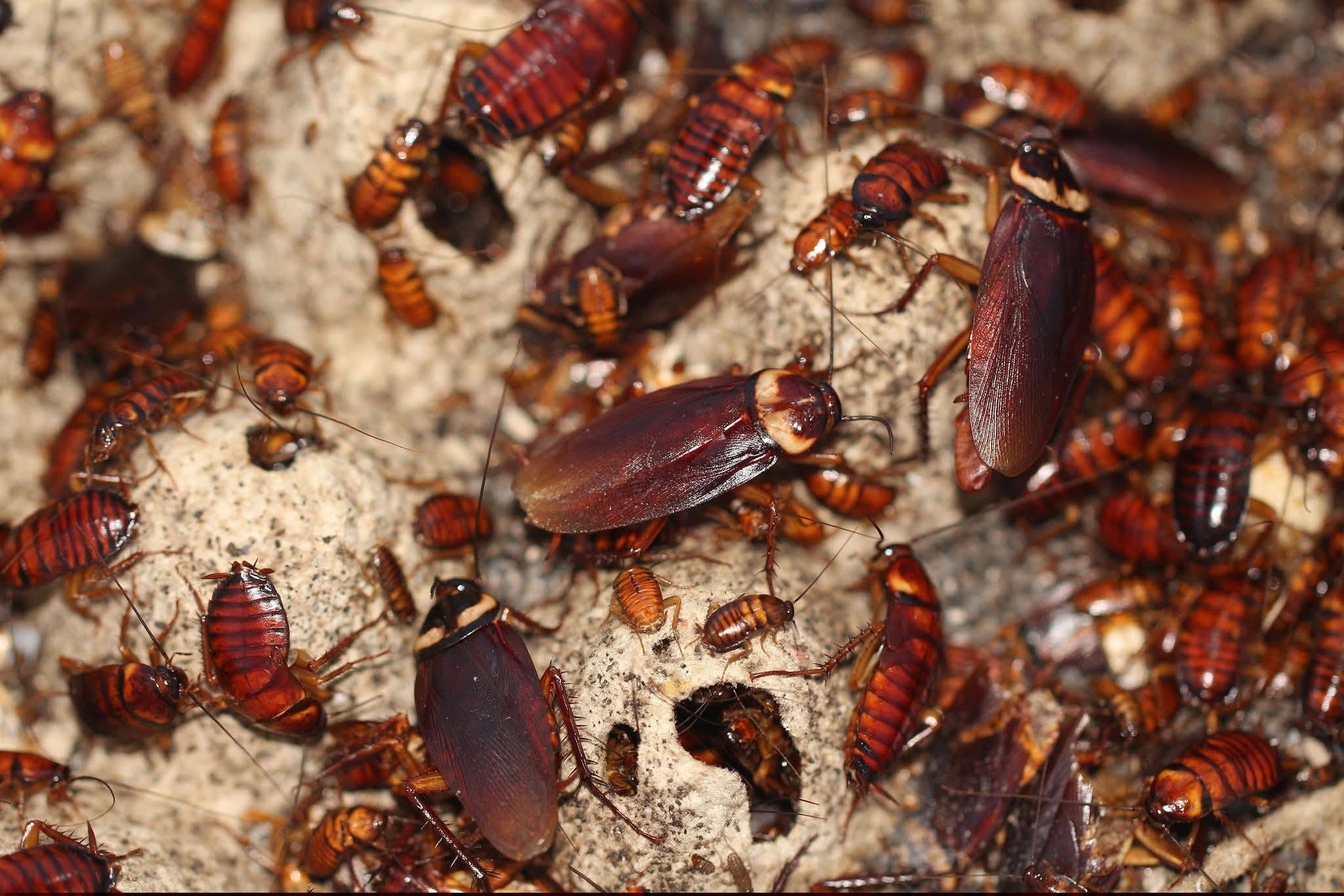 Al Nahda Pest control service Facebook ad: https://wa.me/message/YIAMXSSW2NXNL1