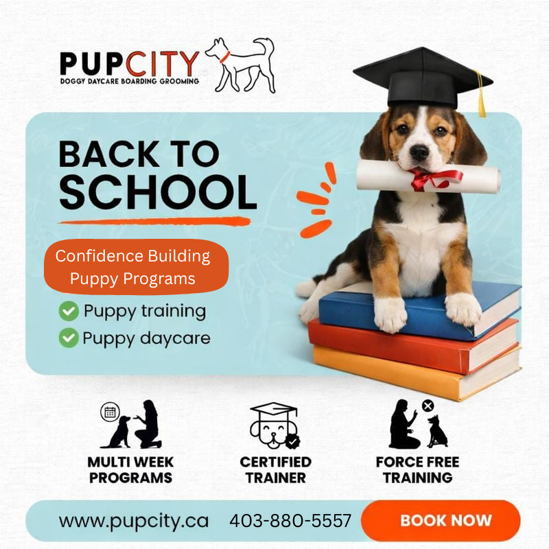 Pup City Doggy Daycare Facebook ad