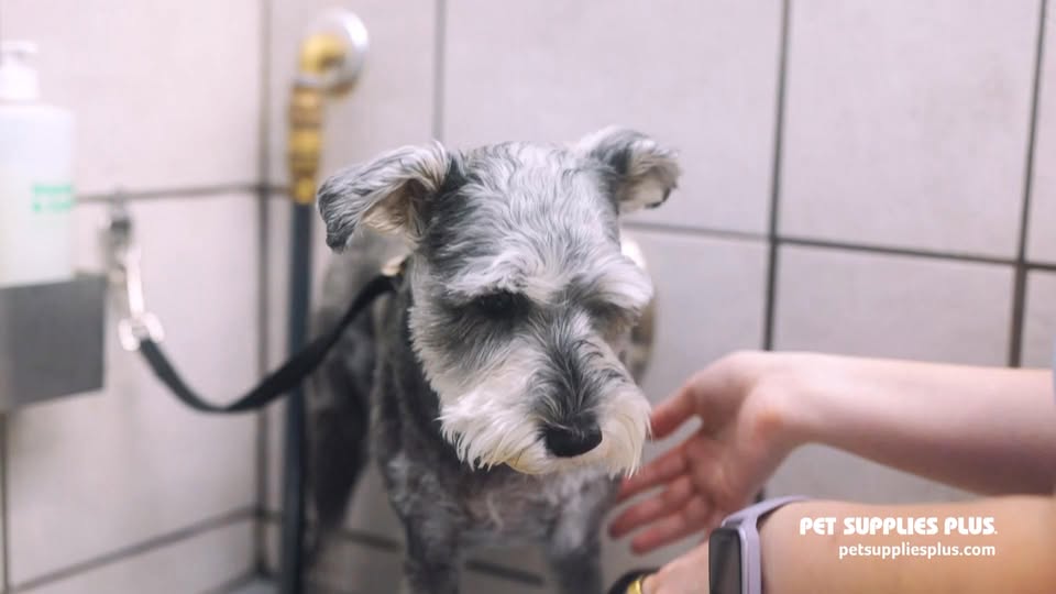 Pet Supplies Plus Fishtown Facebook ad: https://www.petsuppliesplus.com/dog-grooming