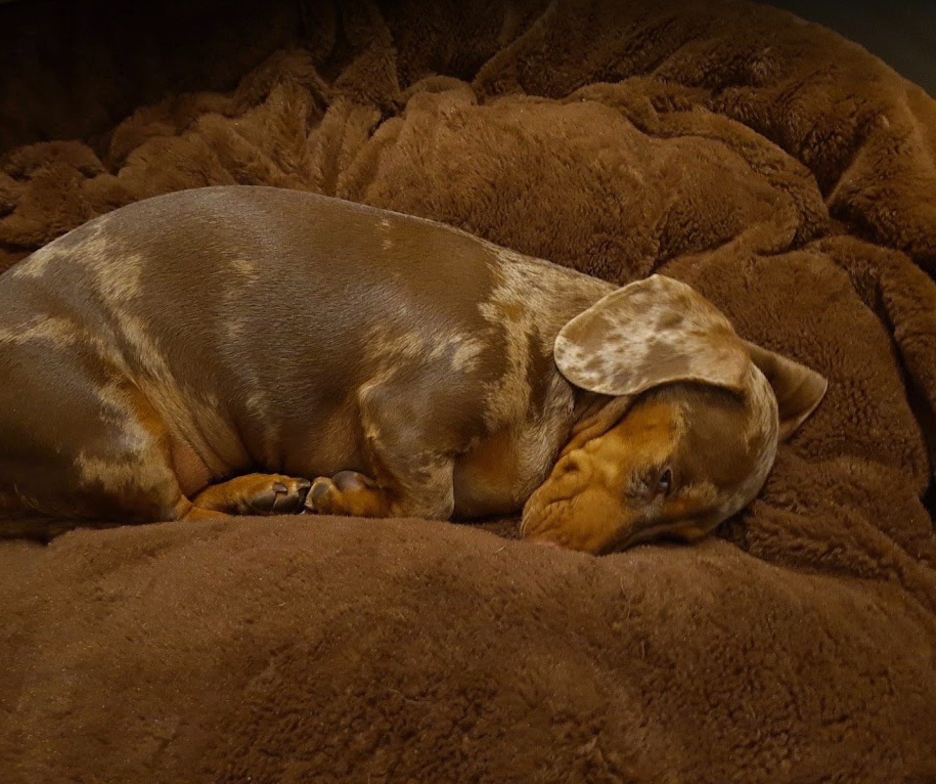 PetsPlanet Facebook ad