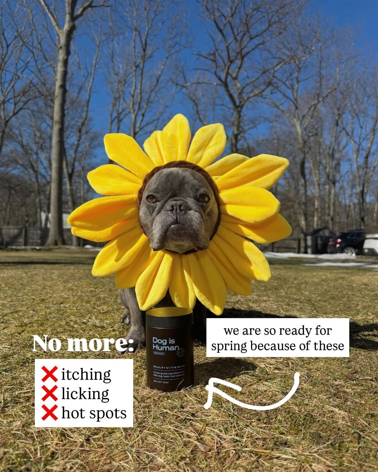 Dog is Human Facebook ad