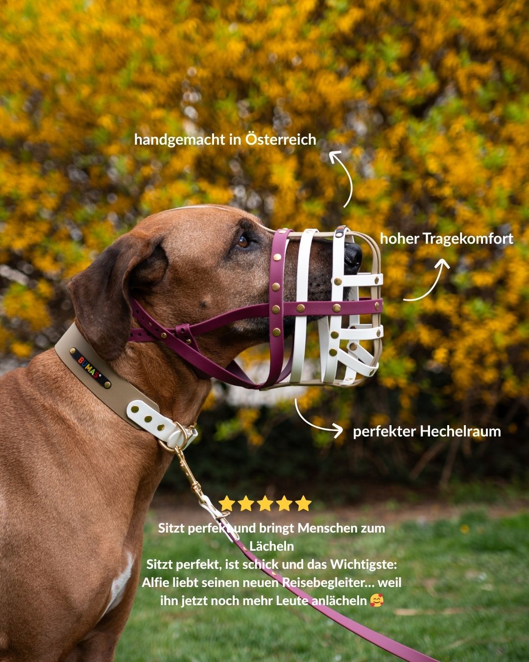 BUMAS Facebook ad: Du willst einfach wieder entspannt mit deinem Hund…