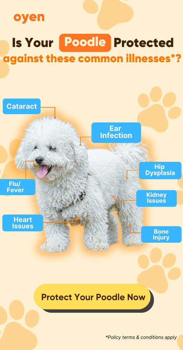 Oyen Pet Insurance & Takaful Kucing Facebook ad
