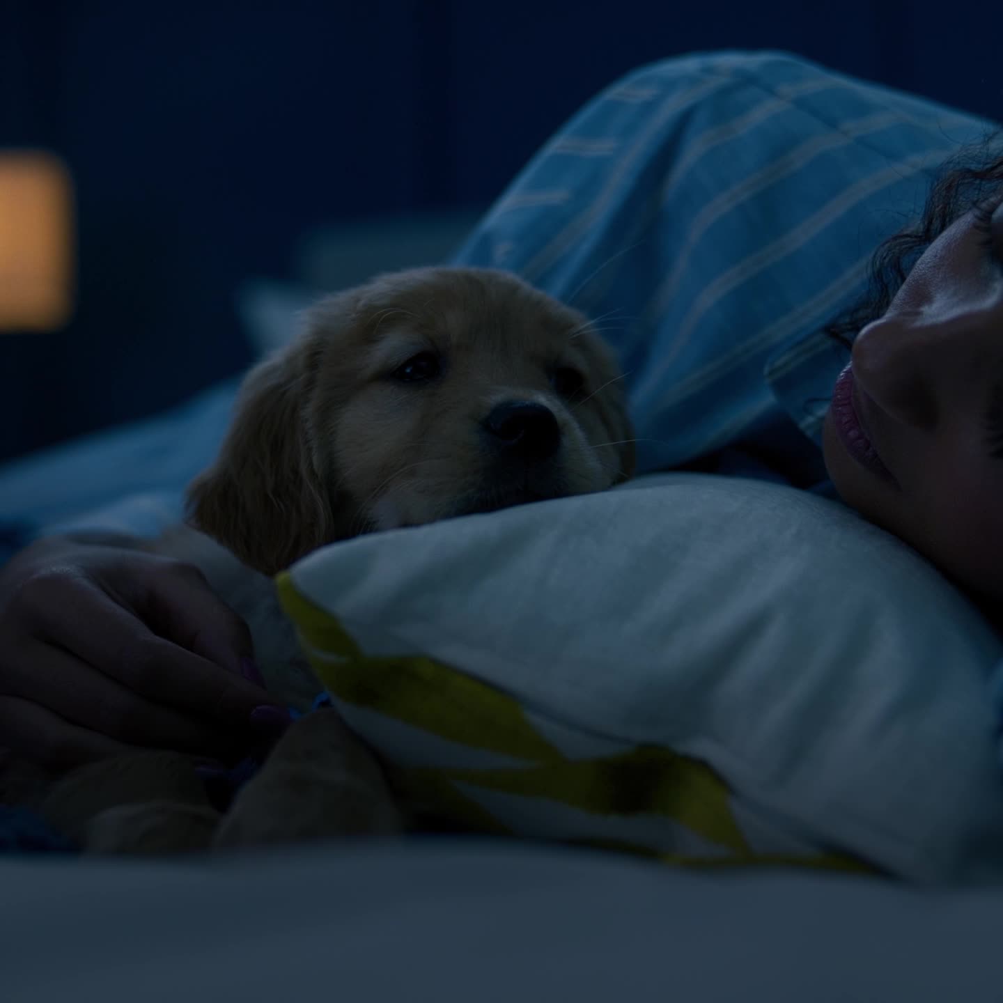American Kennel Club Facebook ad: Declare your love.