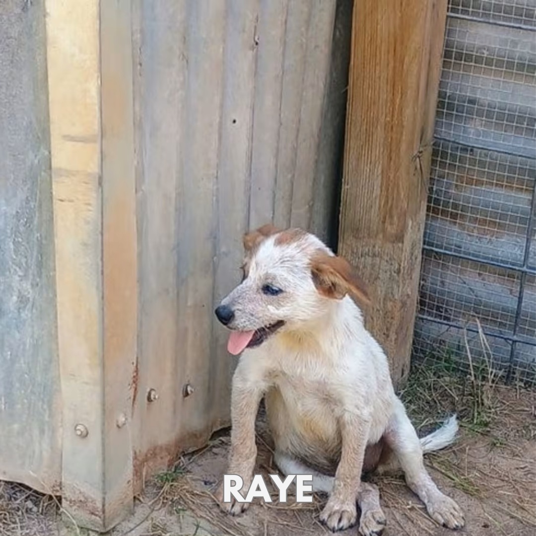 Operation Pets Alive Facebook ad: Meet Raye & Amika tomorrow!