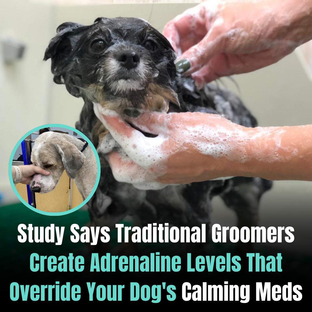 Pawradisego Mobile Grooming Facebook ad from Jan 30, 2026