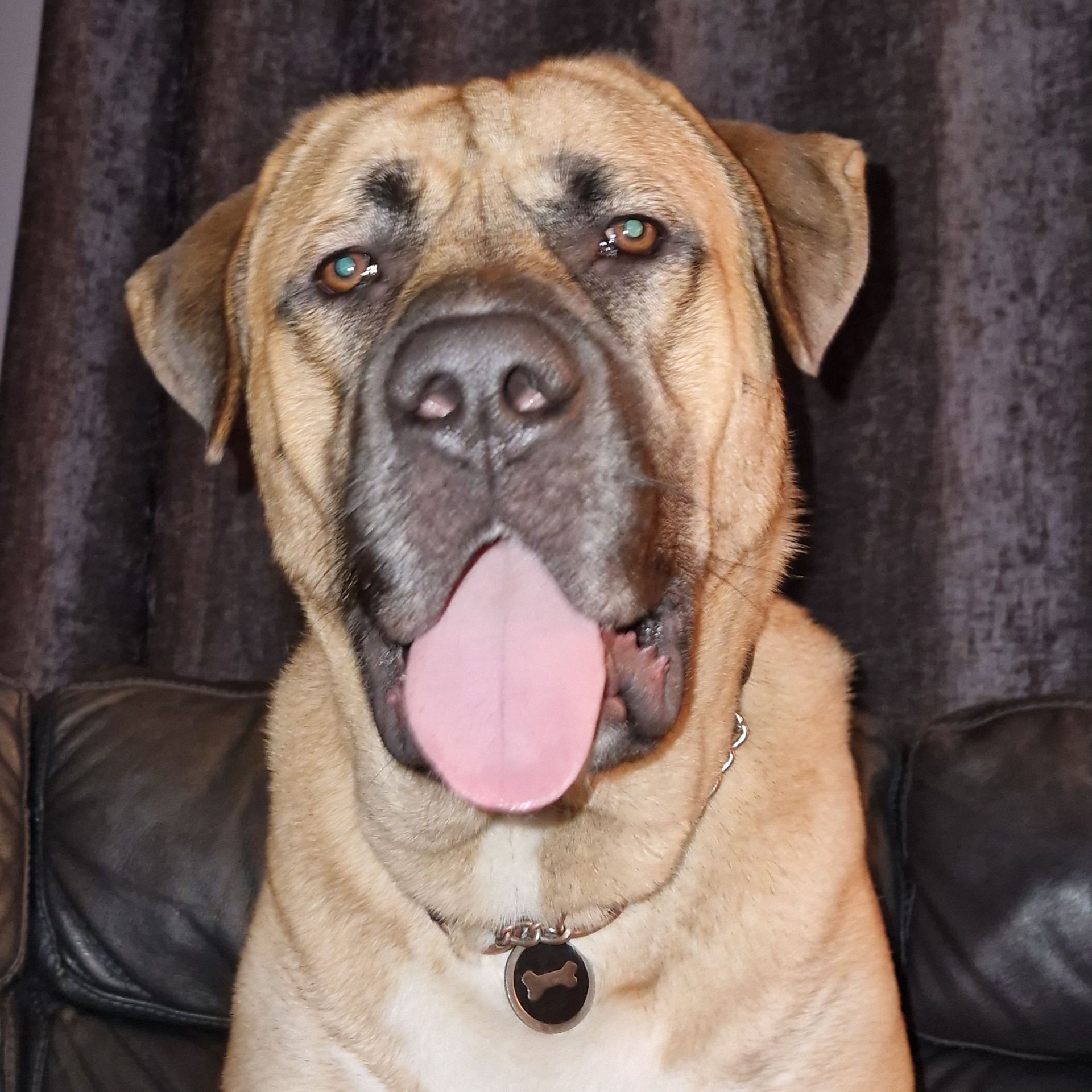 British Pet Insurance Facebook ad