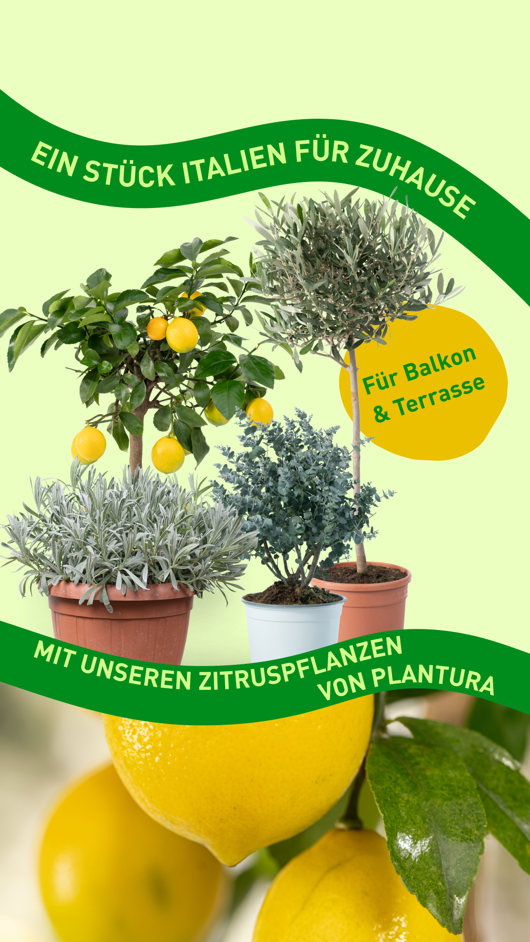 Plantura Facebook ad