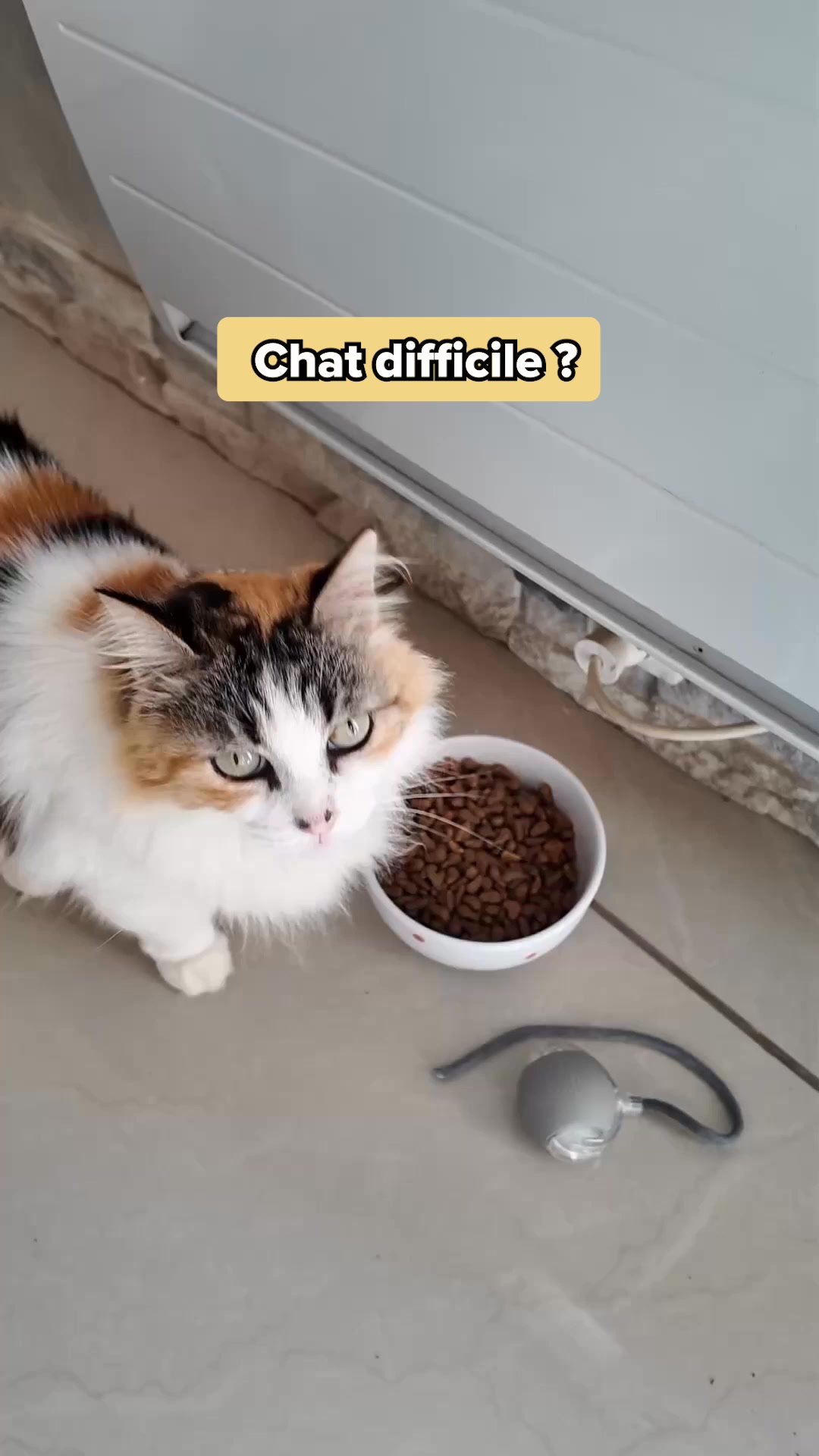Franklin Pet Food Facebook ad: Croquettes sans céréales