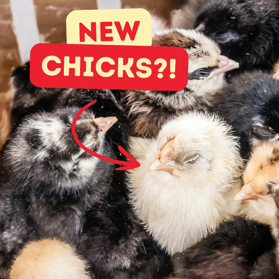 Buff Clucks Facebook ad