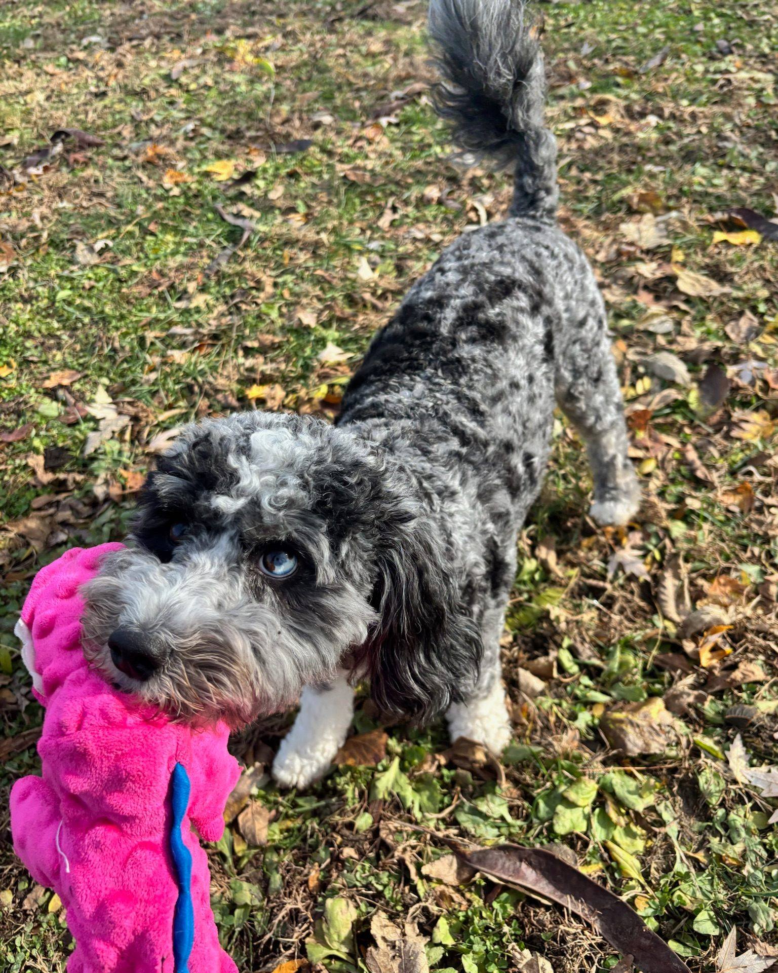 Sleepy Hollow Pet Ranch Facebook ad: The Ranch | Pet boarding in Indianapolis | Sleepy Hollow…