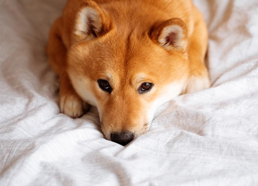 PetMD Facebook ad: 10 Dog Breeds Prone to Anxiety
