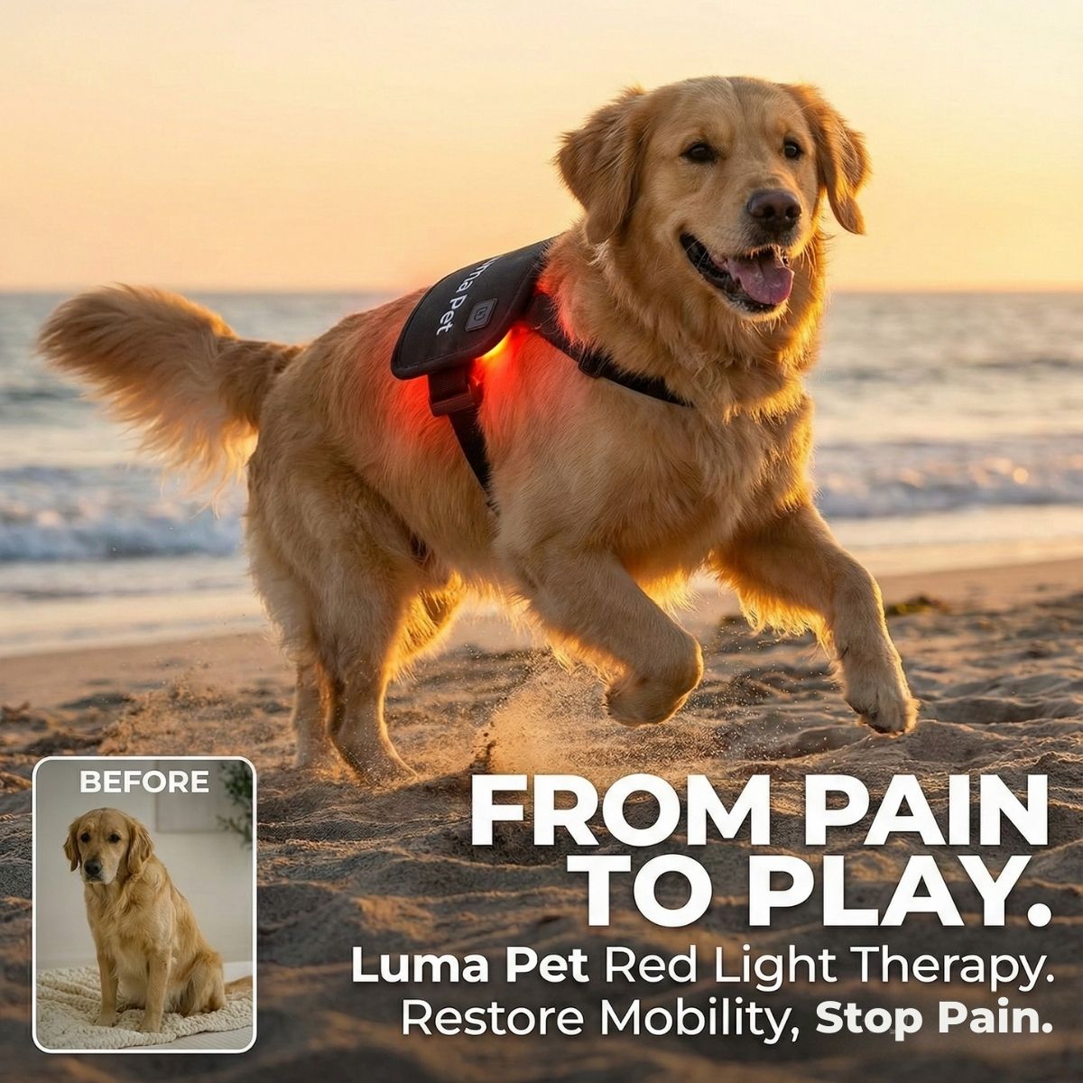 Therapet Co Facebook ad