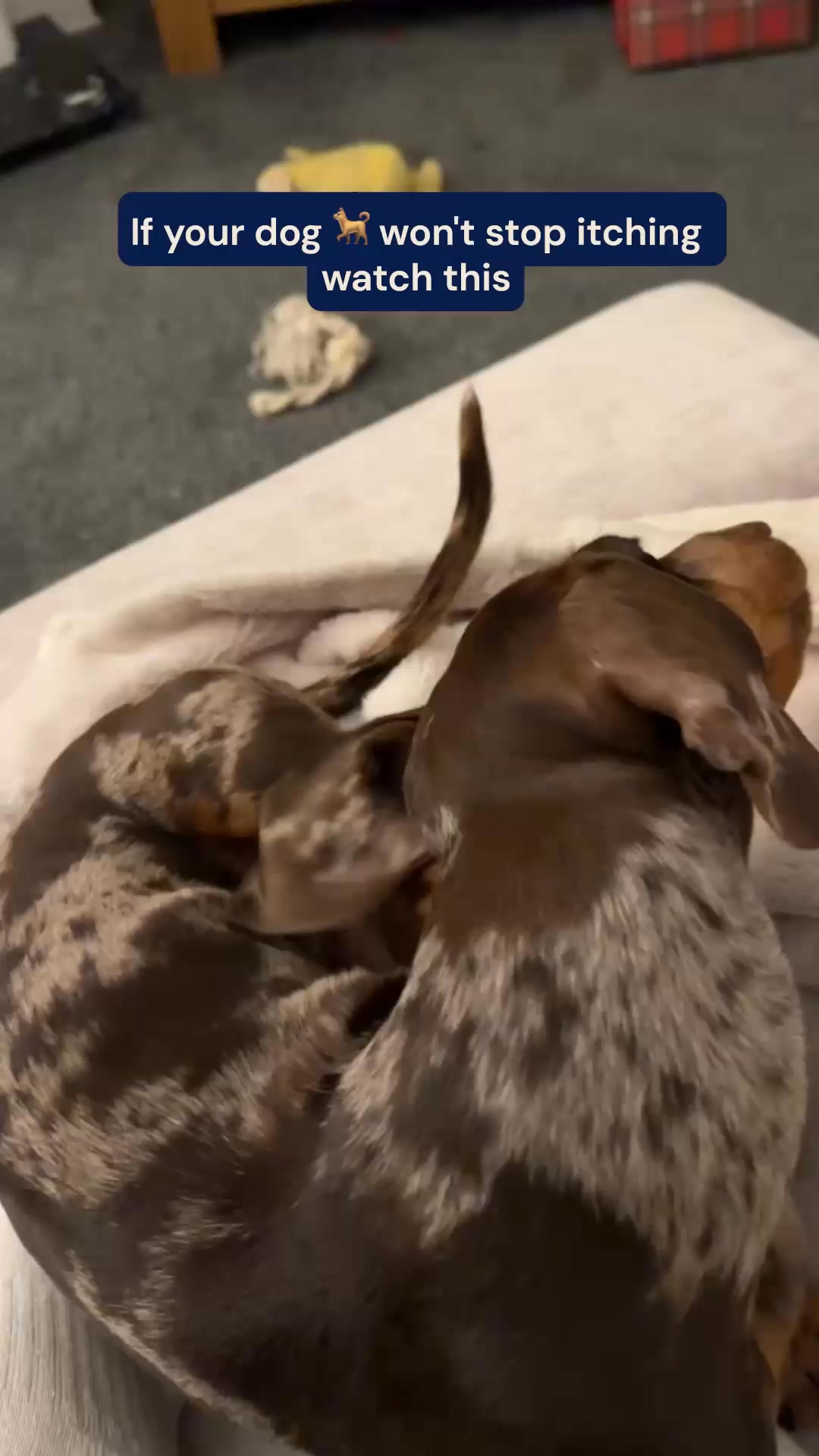 Pooch & Mutt Facebook ad from Sep 8, 2026