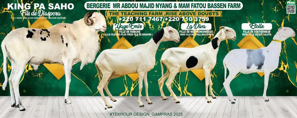 Bergerie Mr Abdou Majid Nyang and Mam Fatou Bassen Facebook ad: Ladoum Sheep and Rice cultivation for the nation.