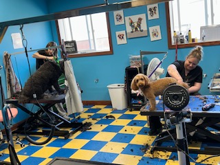 The Pawlished Dog Facebook ad: Keep Your Pup Cool!