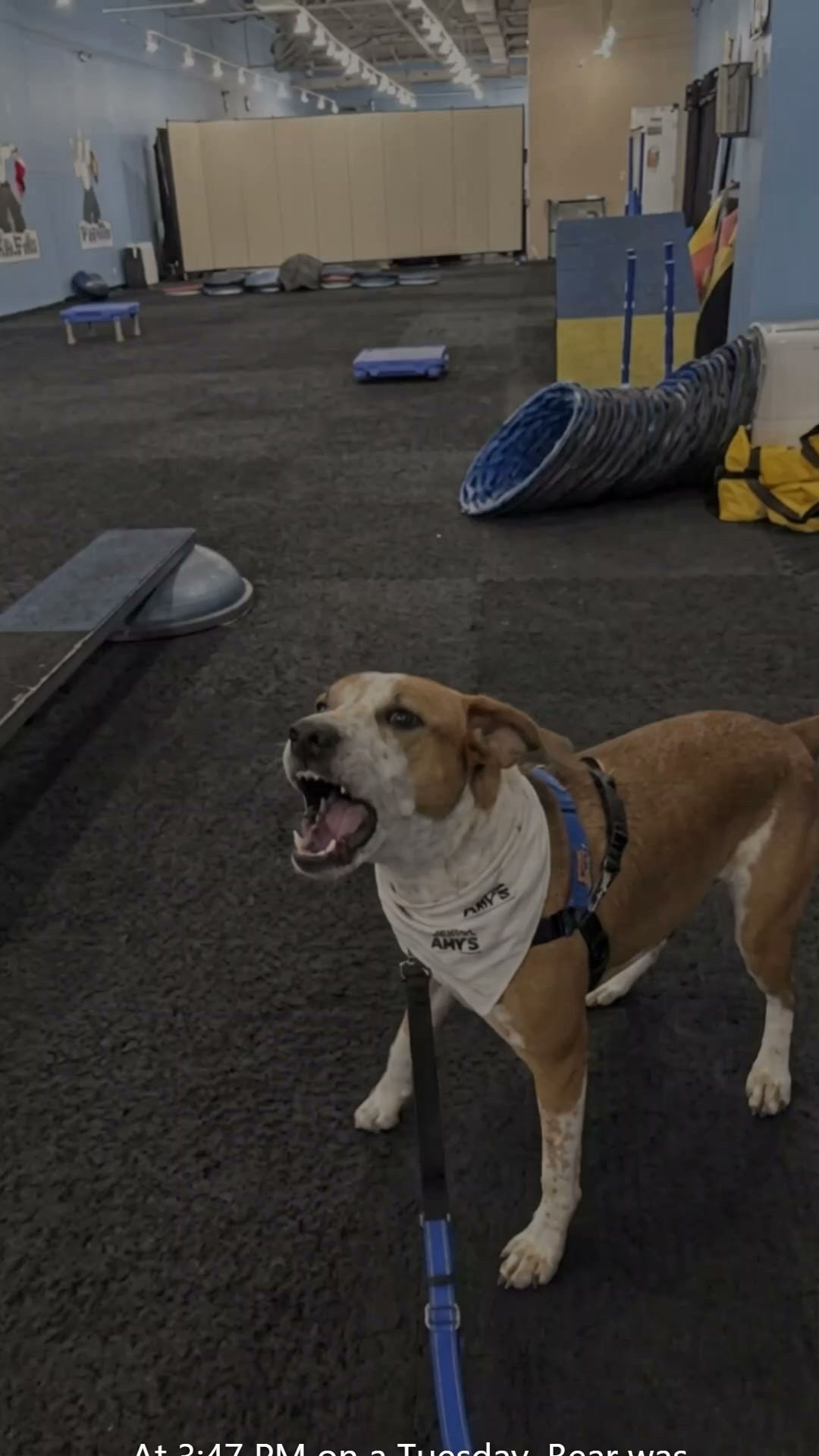 Lakeview Animal Hospital Facebook ad: At 3:47 PM Bear was classified as dangerous. At 3:49 his…