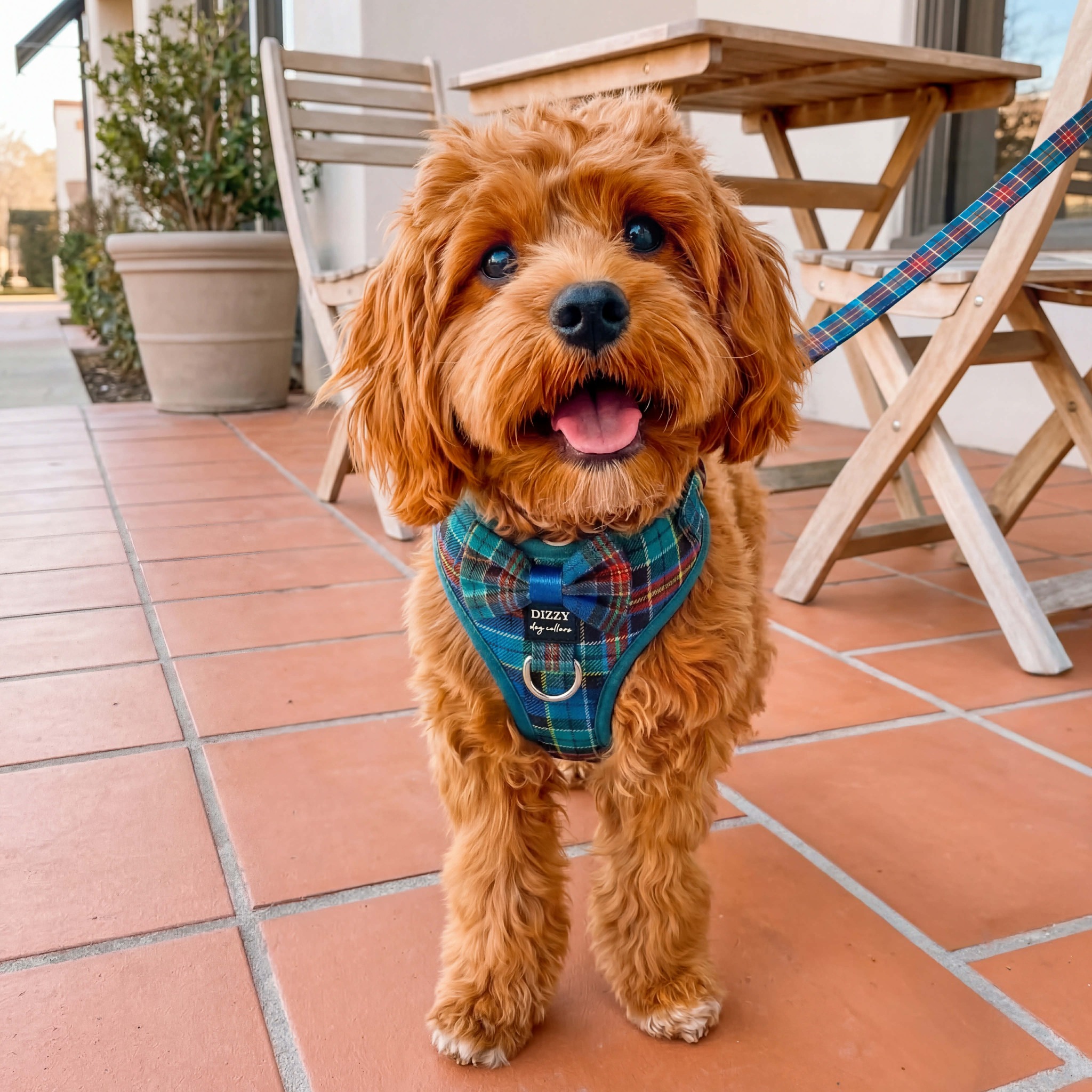 Dizzy Dog Collars Facebook ad