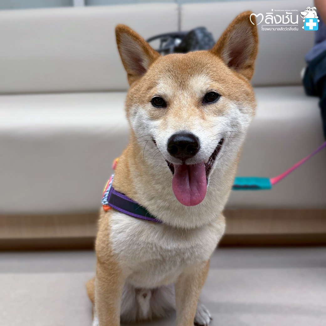 โรงพยาบาลสัตว์ตลิ่งชัน Talingchan Animal Hospital Facebook ad: 𝐂𝐚𝐬𝐞 𝐒𝐭𝐮𝐝𝐲: เคยผ่าตัดเปลี่ยนข้อสะโพกเทียมมาแล้ว…