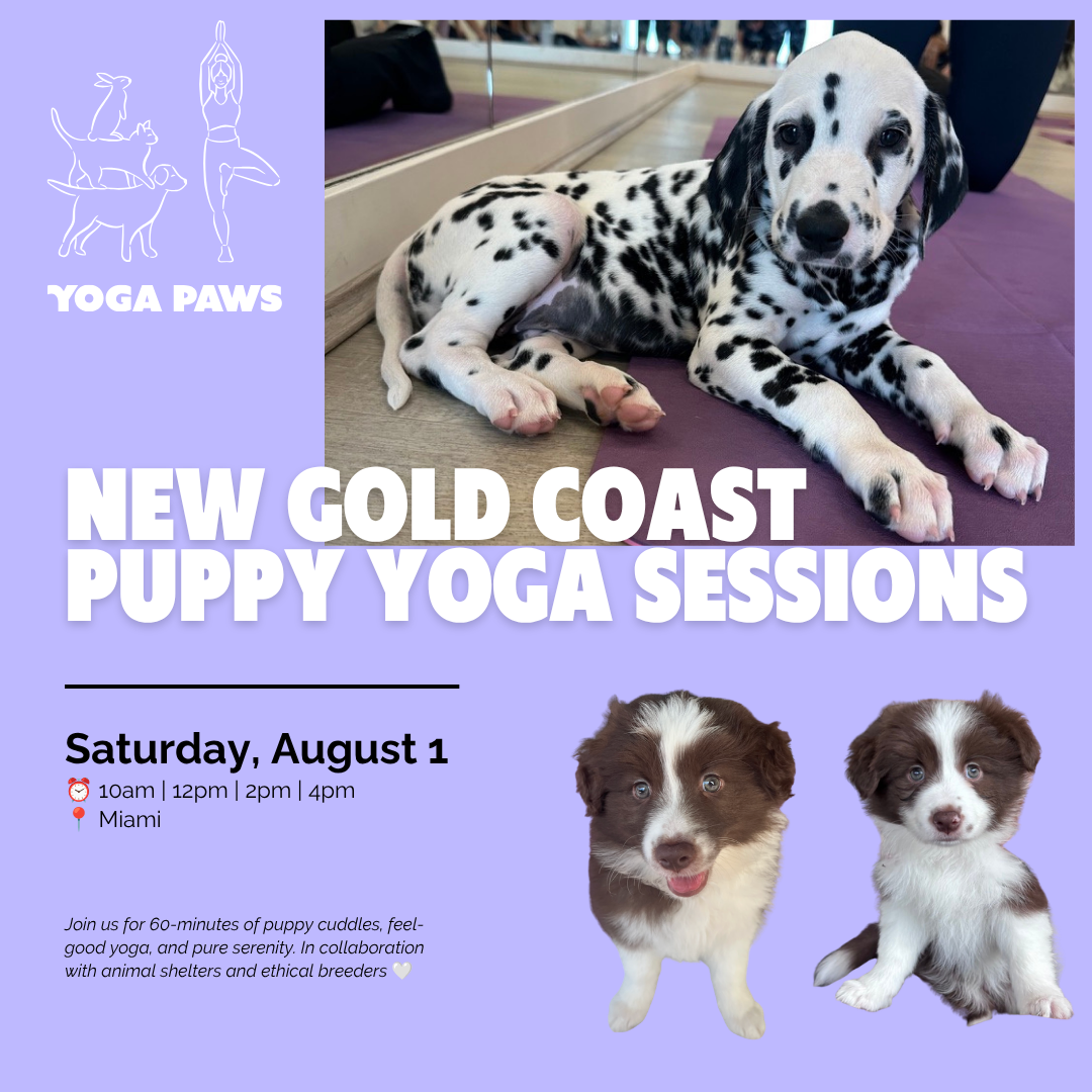 Yoga Paws Facebook ad