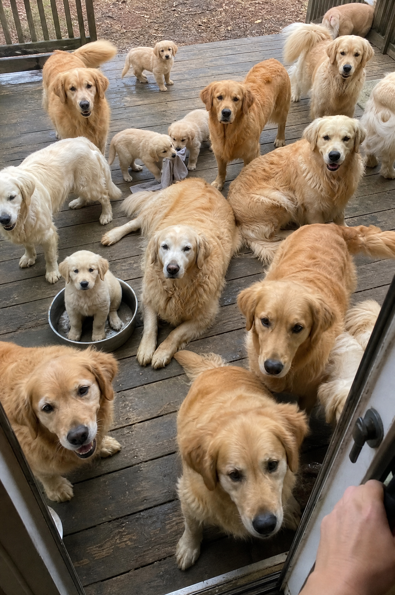 Dog Training Tips & Support Facebook ad