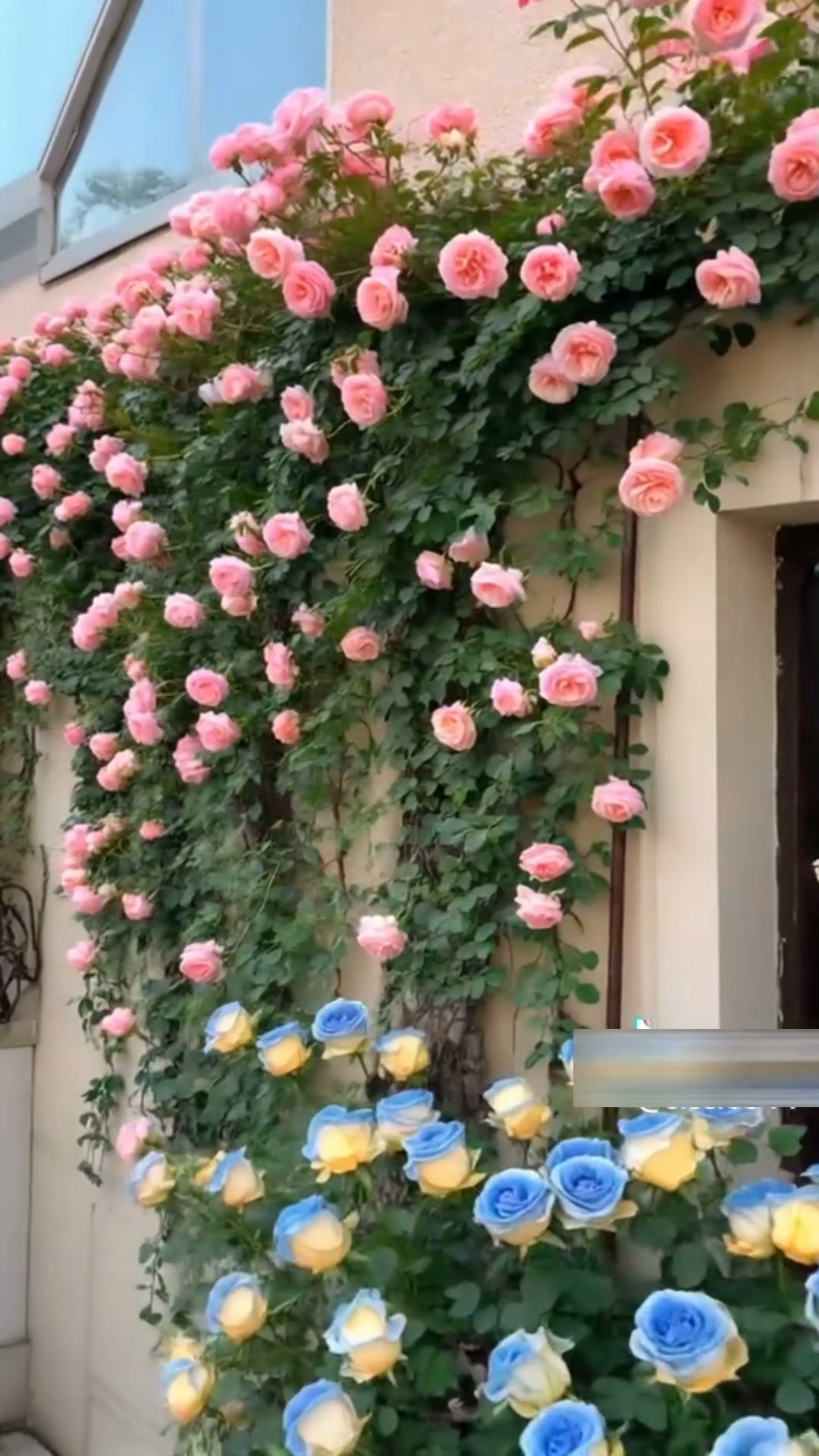 Afrisis Facebook ad: Grow Beautiful Climbing Roses at Home