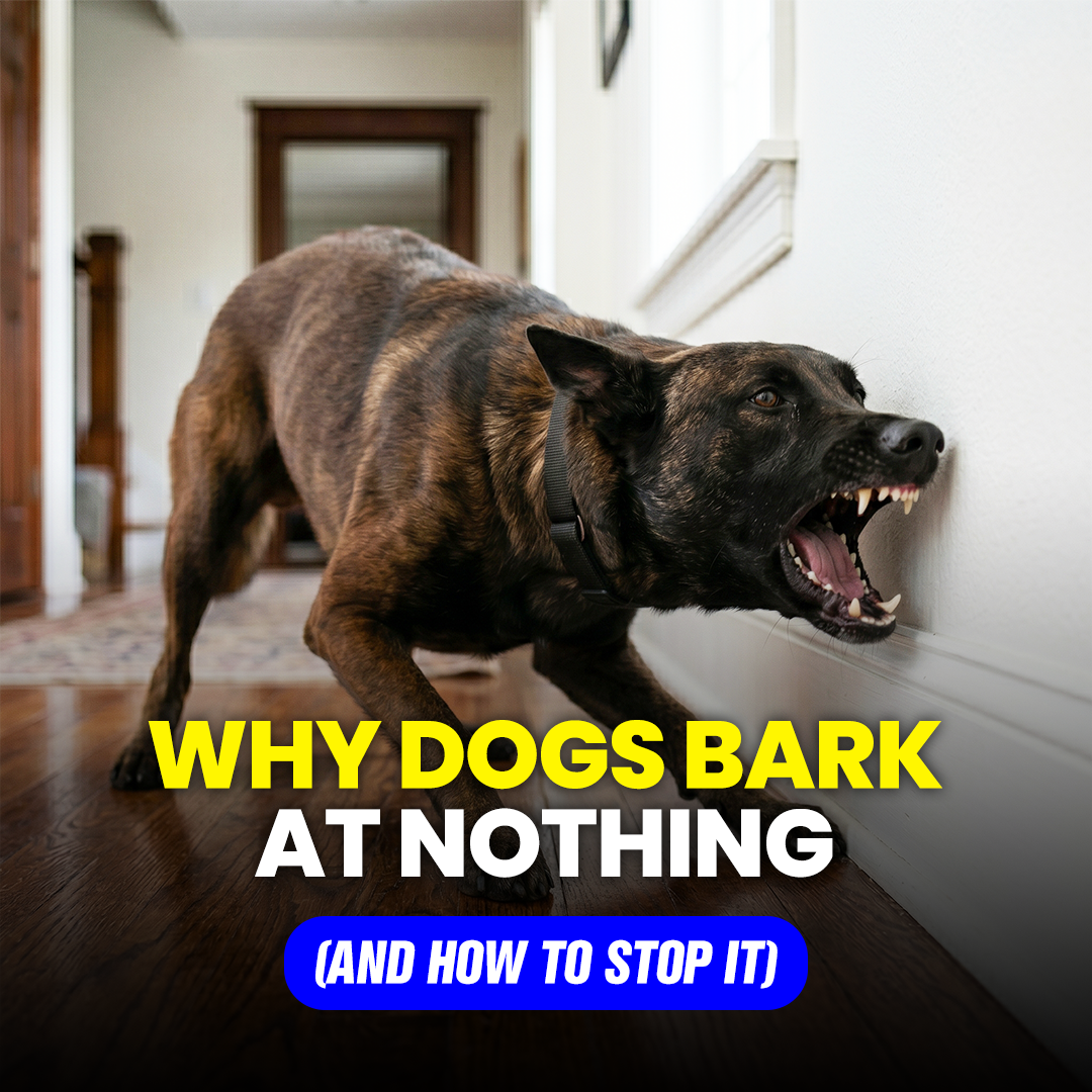 Mike James Dog Training Facebook ad