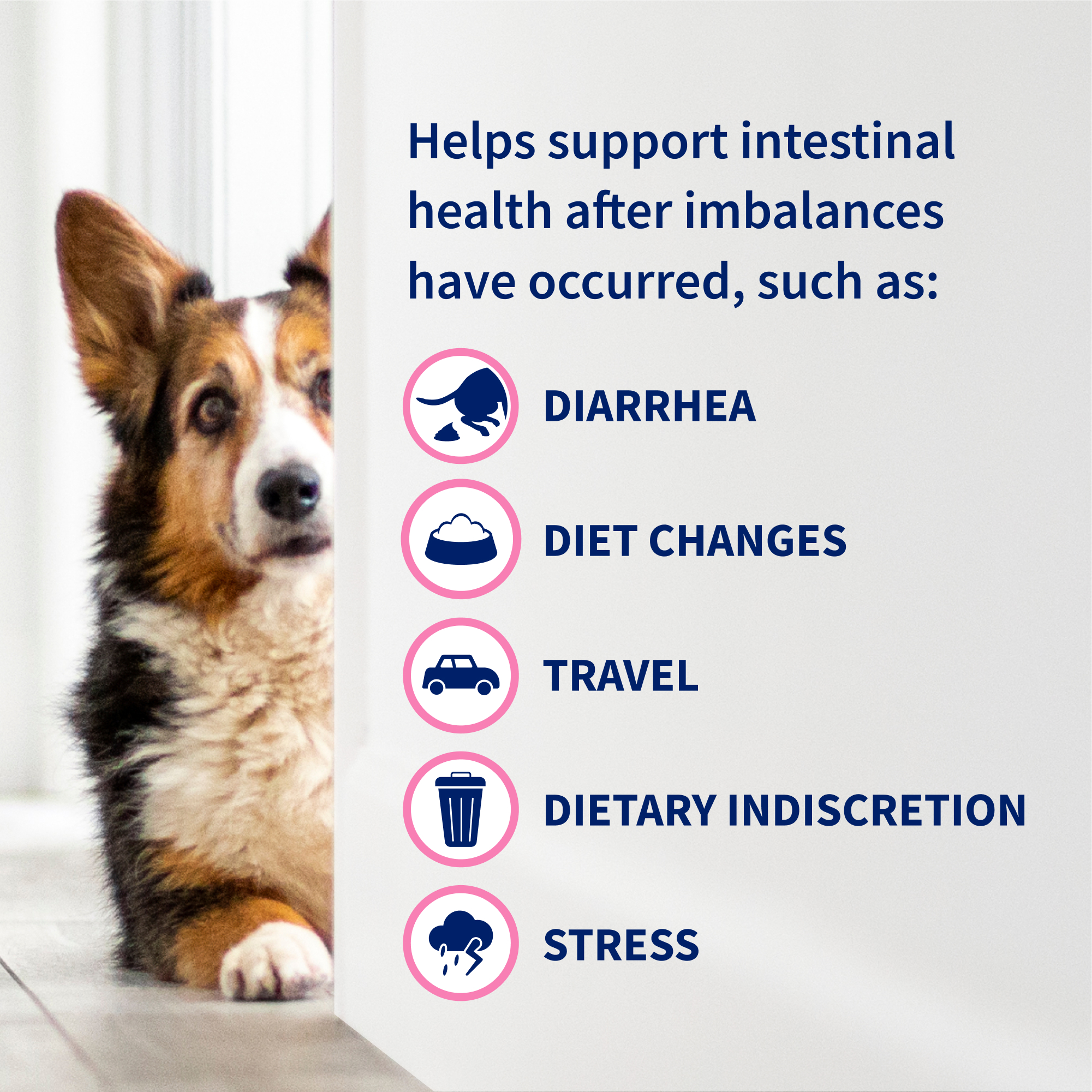 Nutramax Laboratories Veterinary Sciences, Inc. Facebook ad