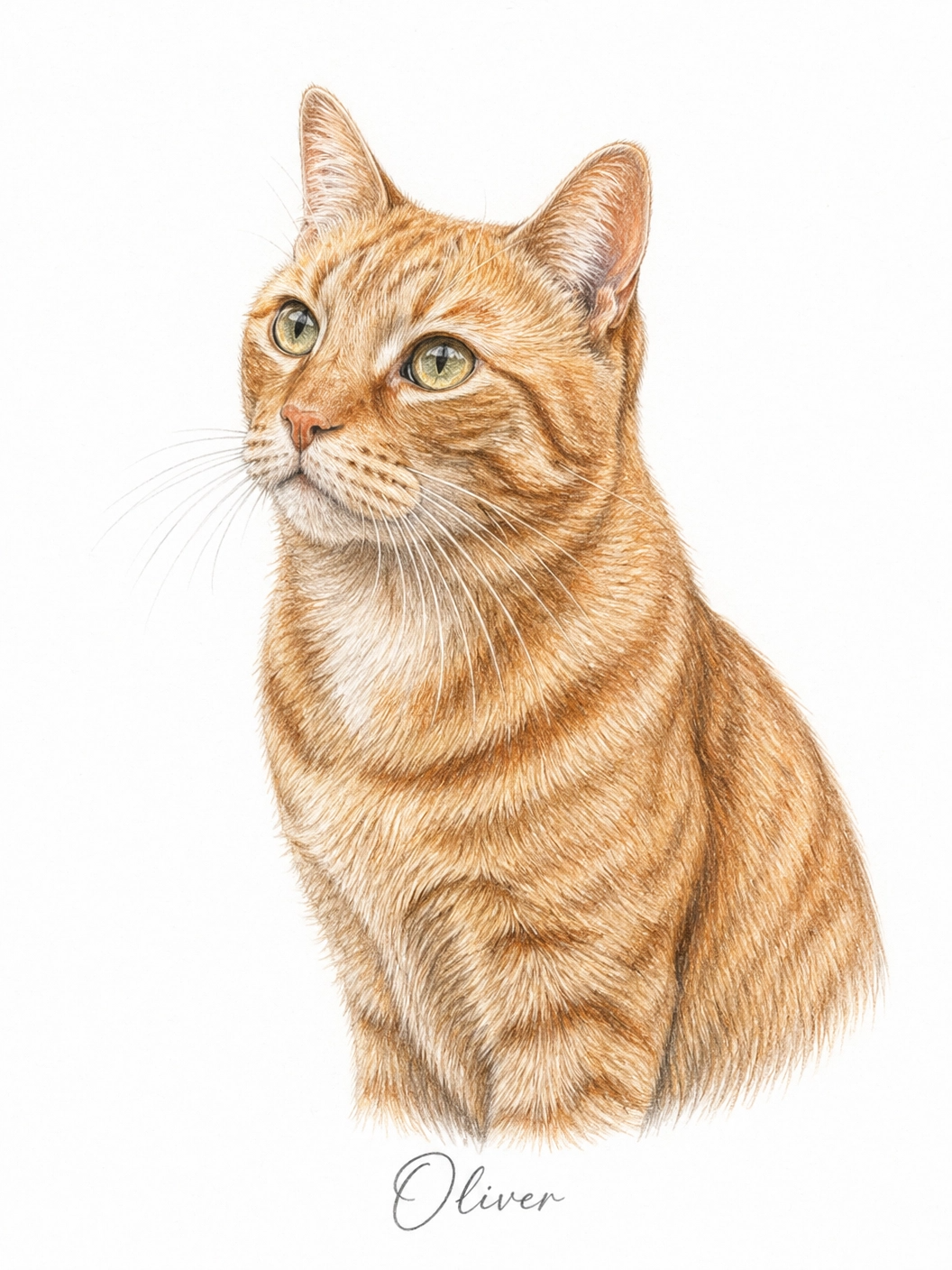 Pencil Paws Facebook ad: $14.99 Pet Portraits