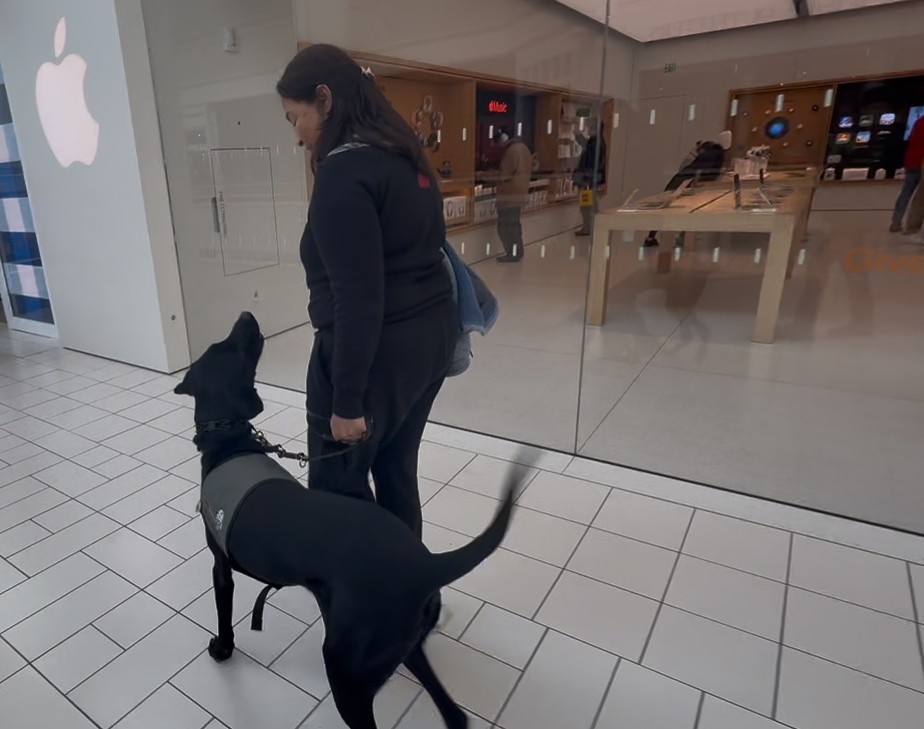 Putnam Service Dogs Facebook ad: Our Holiday newsletter is OUT!