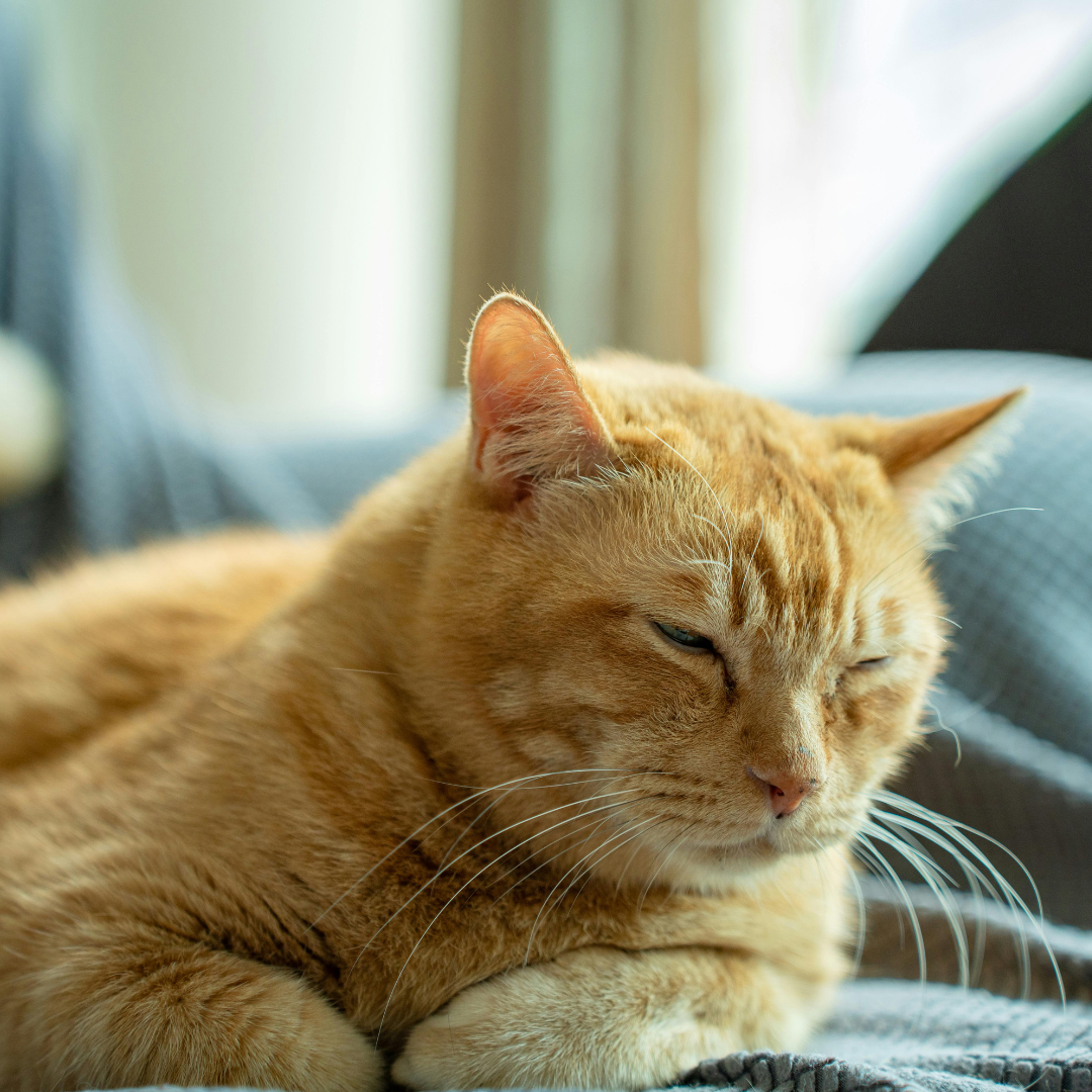 Diane Kowalski Facebook ad: I Spent A Year Telling My Wife The Cat Was Just Picky. I…
