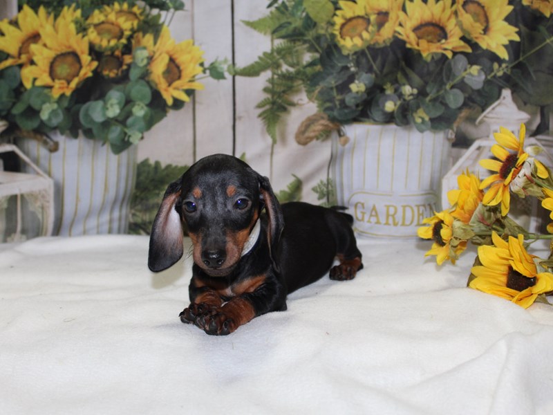 Pet City Houston Facebook ad: Pictures are cute, but meeting them in person…