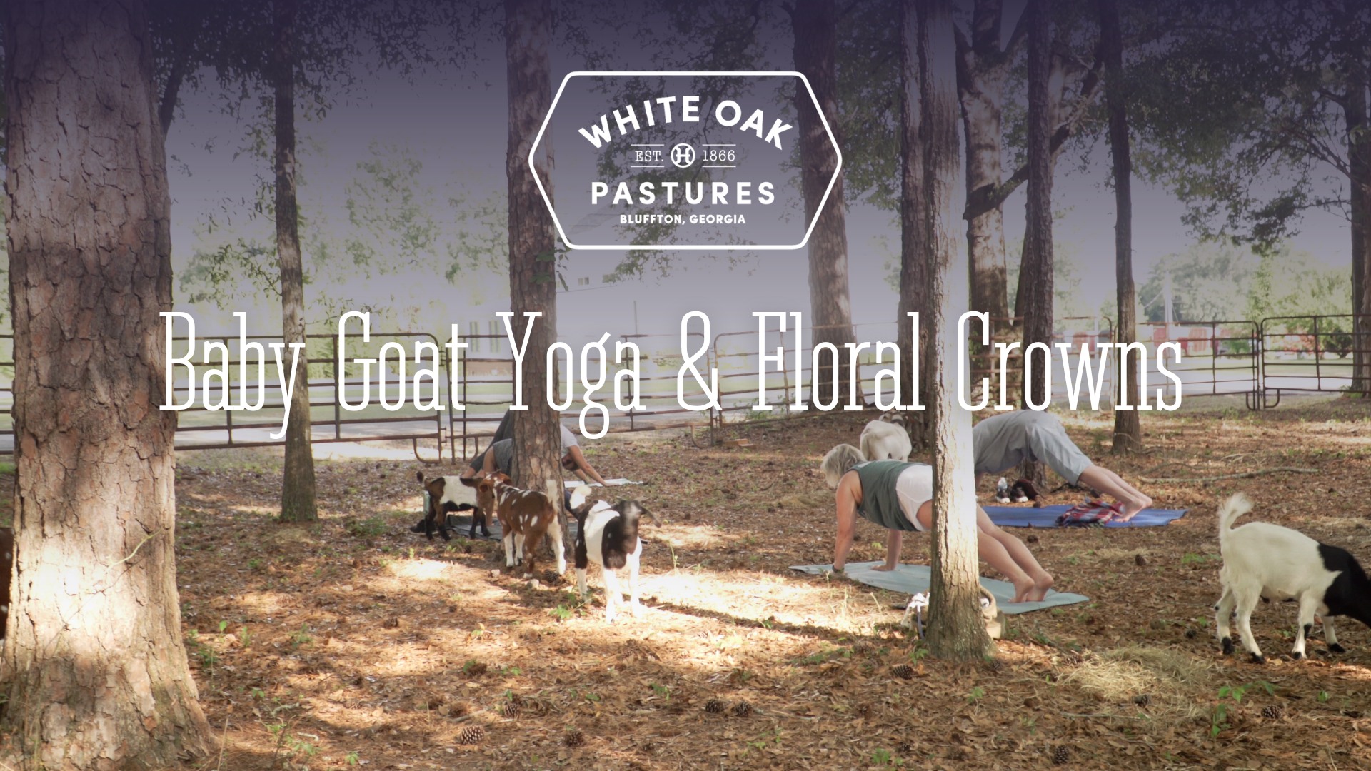 White Oak Pastures Facebook ad