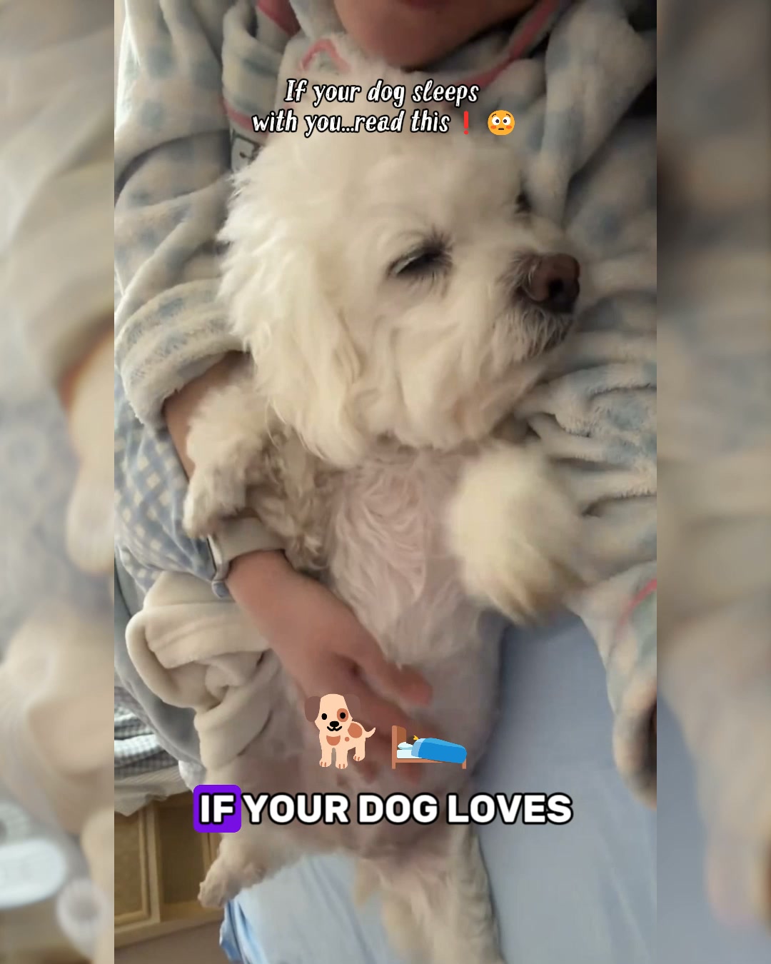 Puainta Pets Facebook ad: Simple Support for Skin Comfort