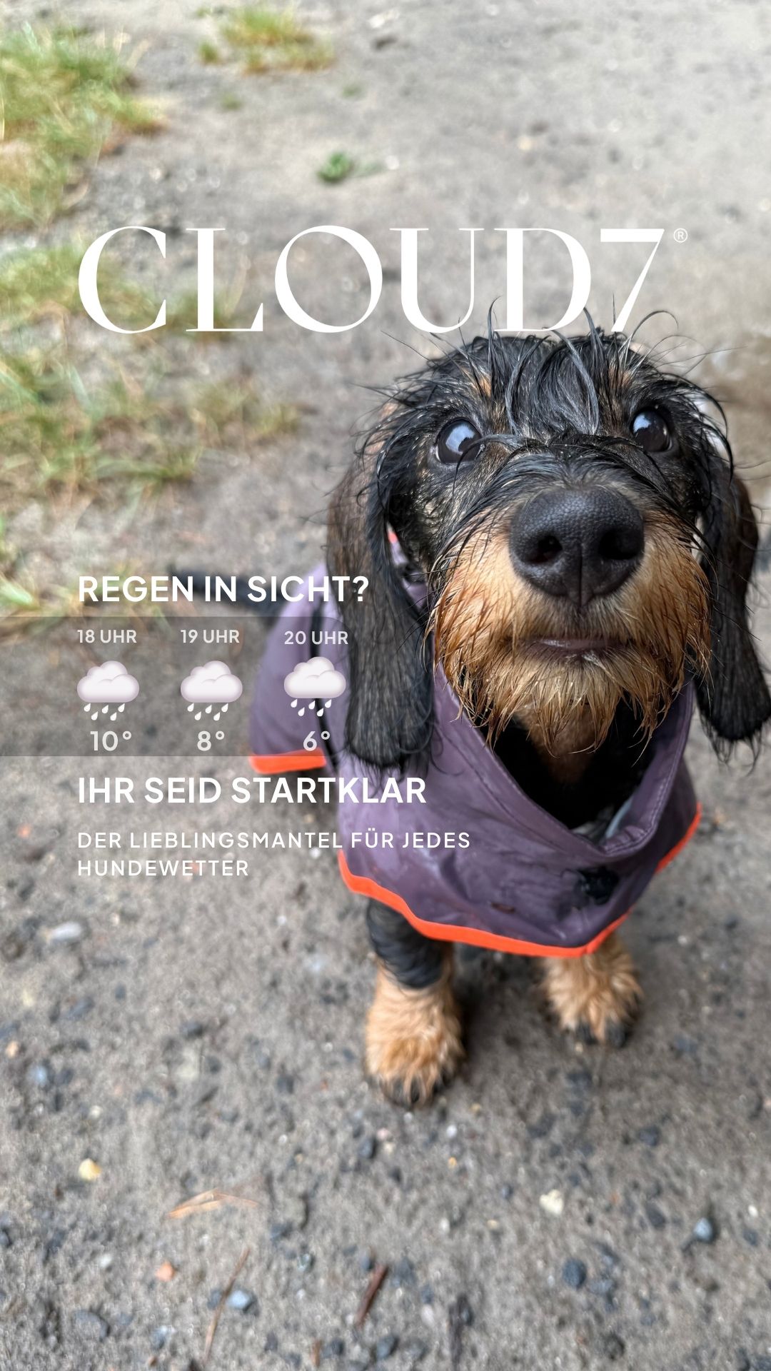 Cloud7 Facebook ad: Wetterfest für jeden Hund