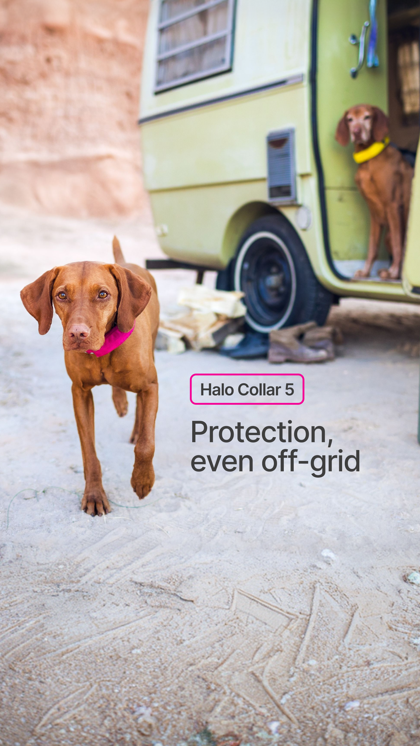 Halo Collar Facebook ad