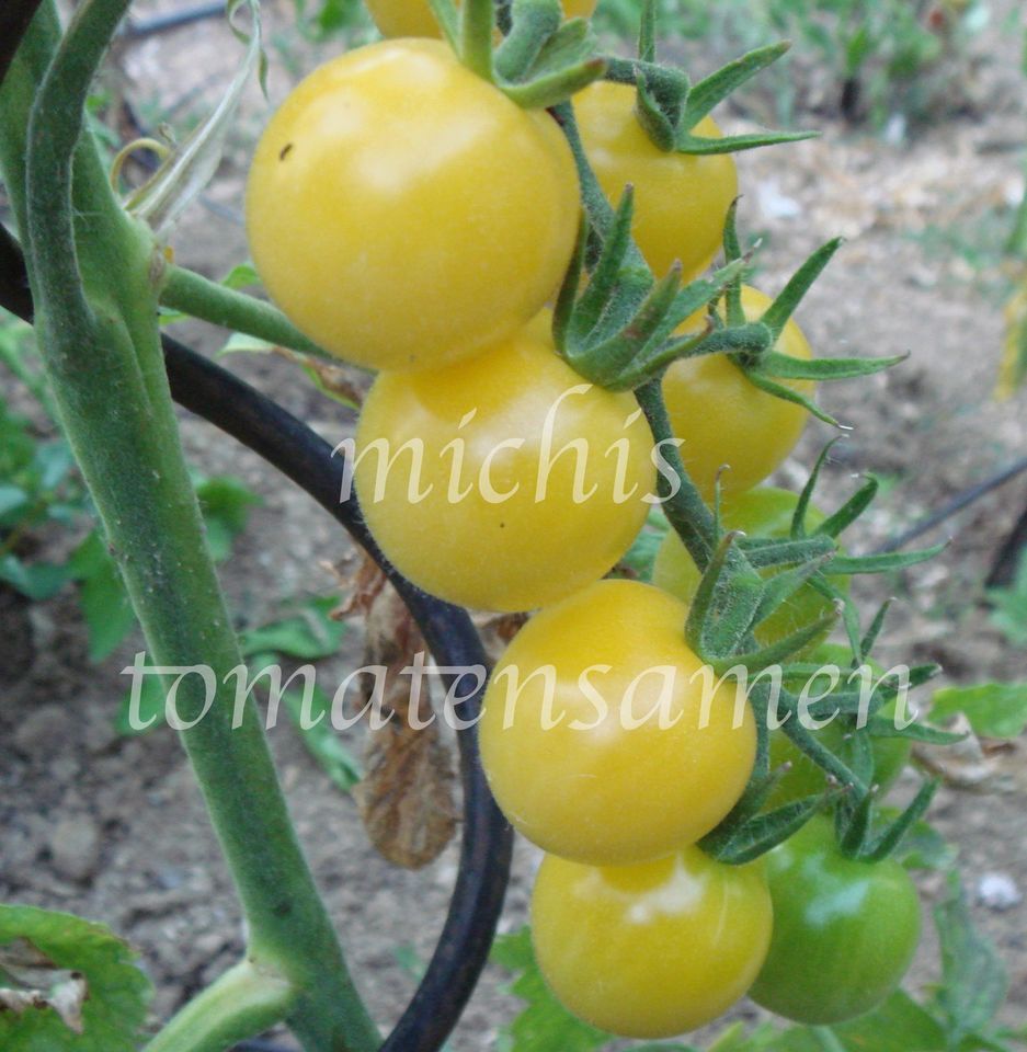 Michis Gemüsesamen Facebook ad: Tomaten- und Gemüsesamen.