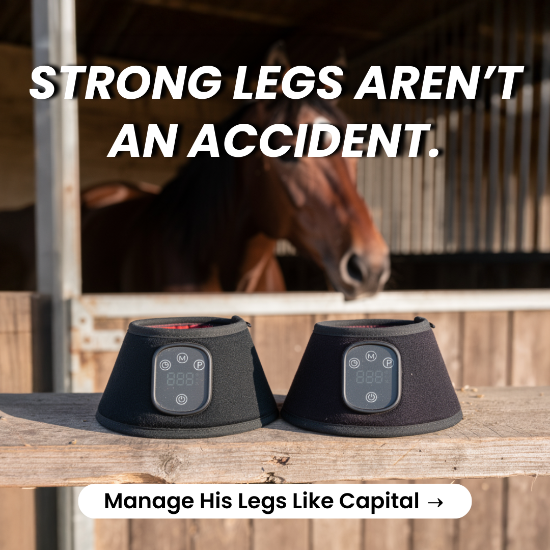 HorseHalo Facebook ad