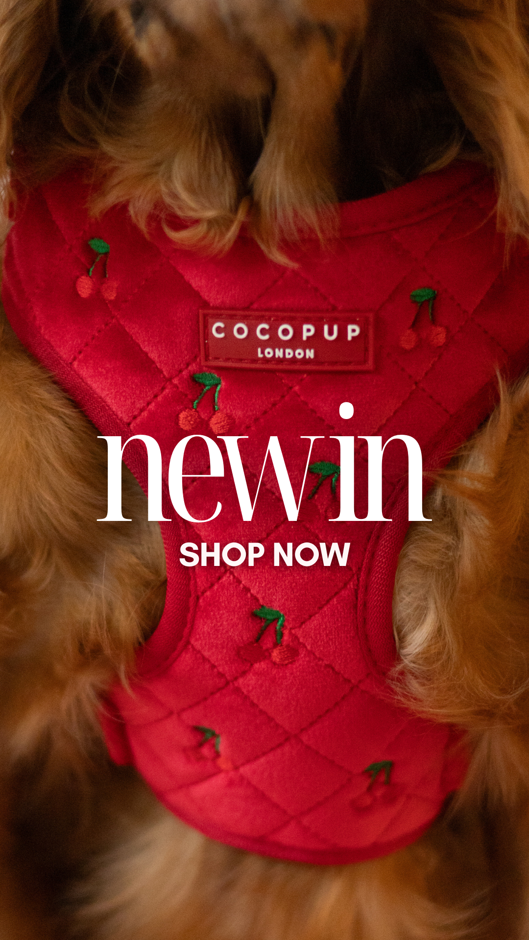 Cocopupuk Facebook ad