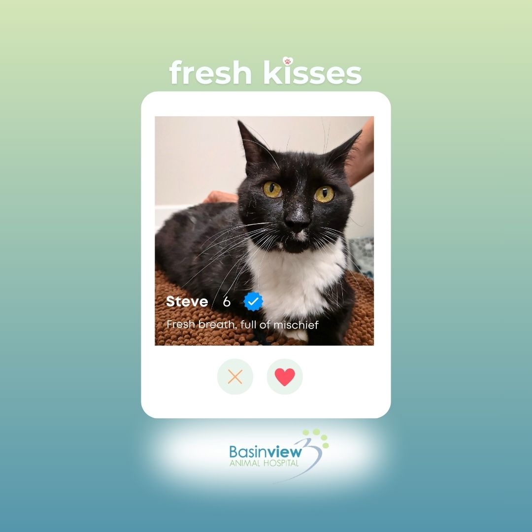 Basinview Animal Hospital Facebook ad: If your cat were on a dating app…