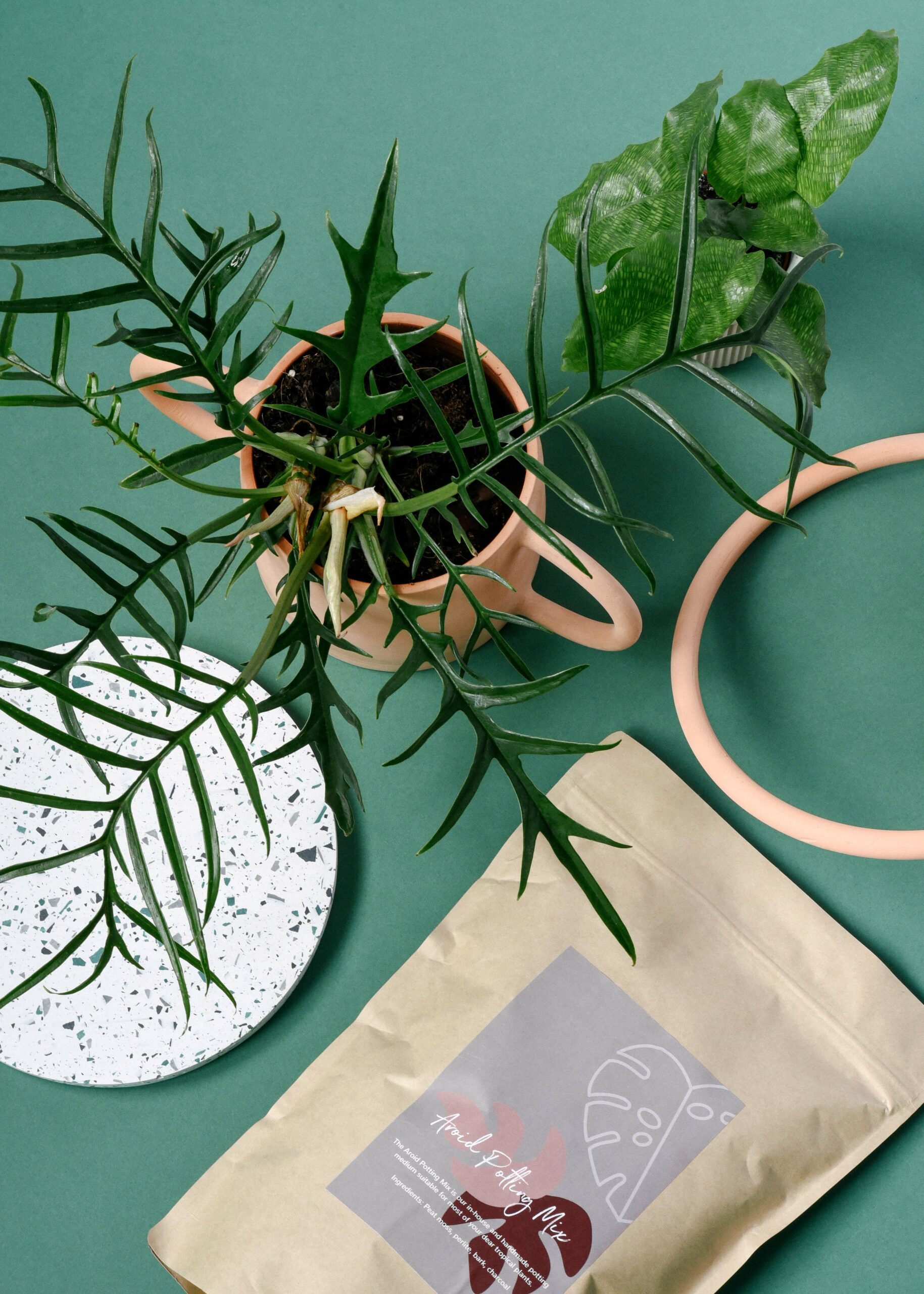 Plant Circle Facebook ad: Make your home greener with plants people love