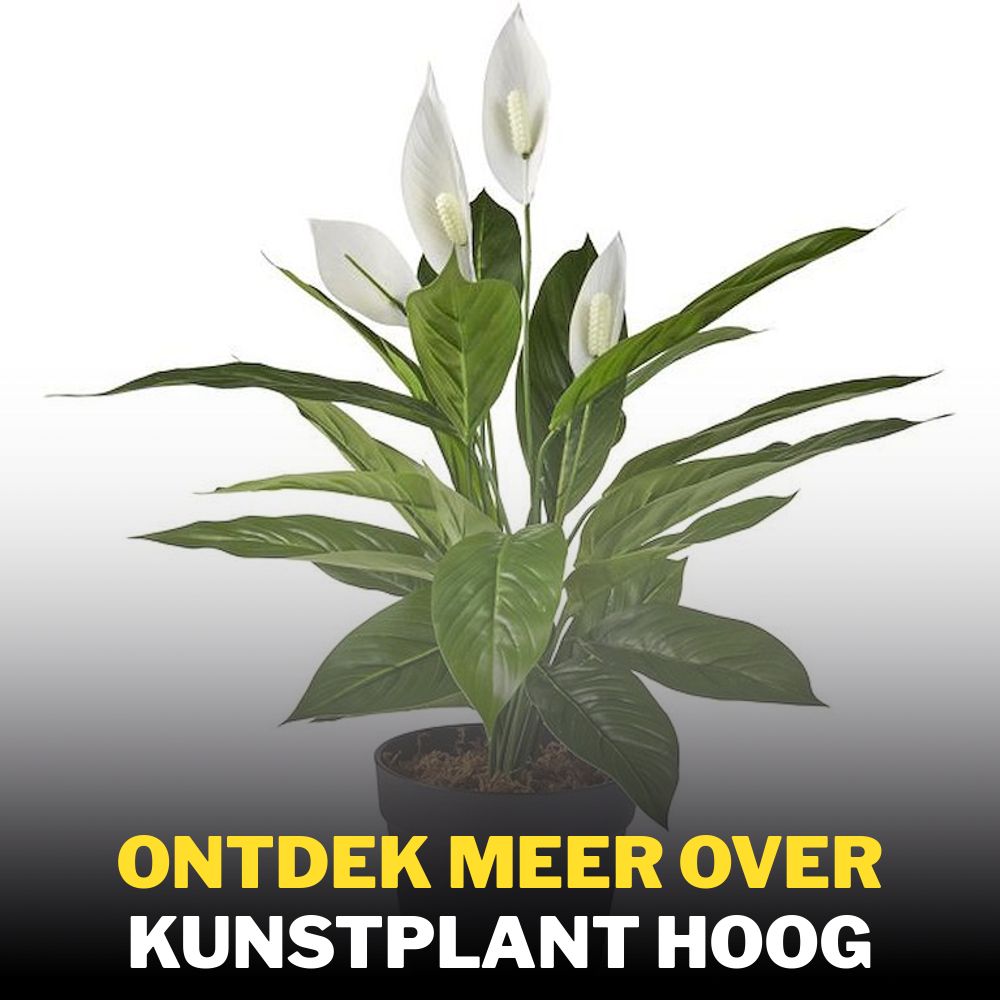Orboto Facebook ad