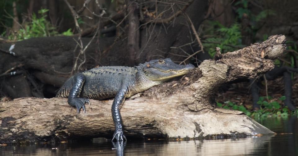 Canoe Escape Facebook ad: Explore Tampa's premier attraction for bird watching…