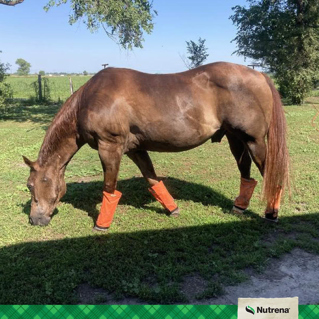 Nutrena Feed Facebook ad: See the Difference: Horse Feed Trial