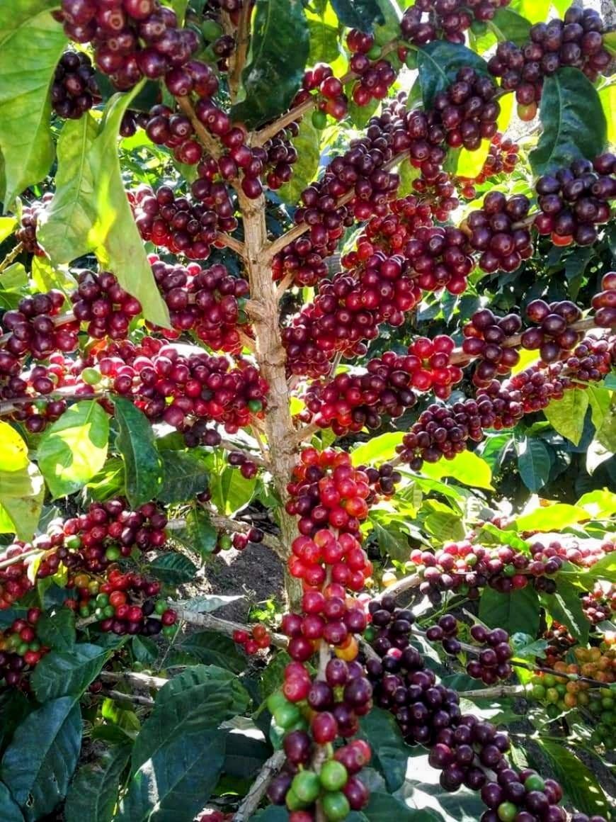 coffegranosdelsinaí Facebook ad