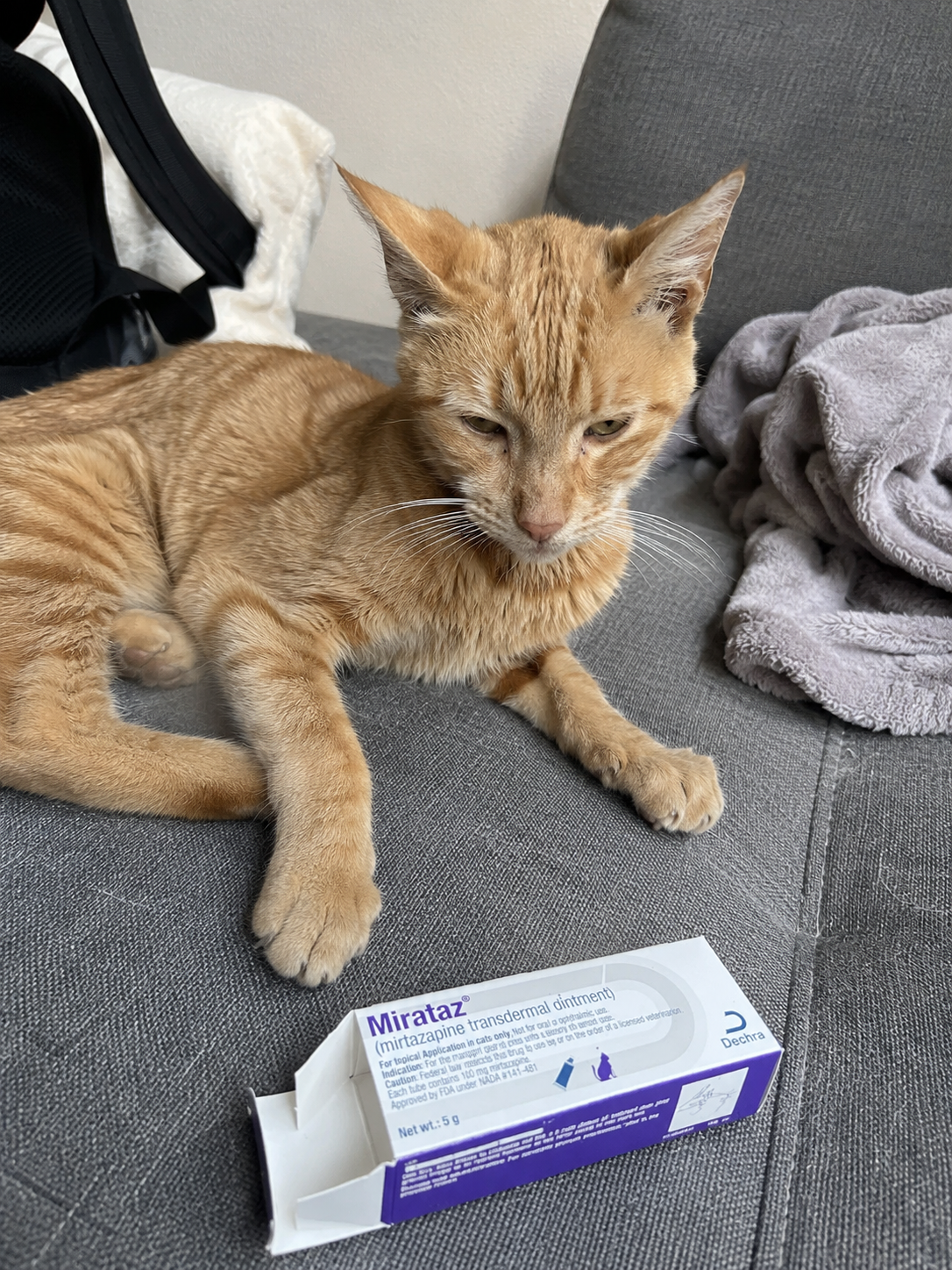 Feline Wellness Today Facebook ad: Veterinarian speaks the truth…