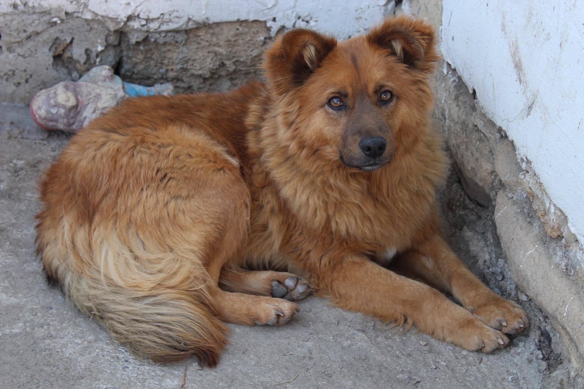 Santerpaws Bulgarian Rescue : Reg Charity No: 1183401 Facebook ad