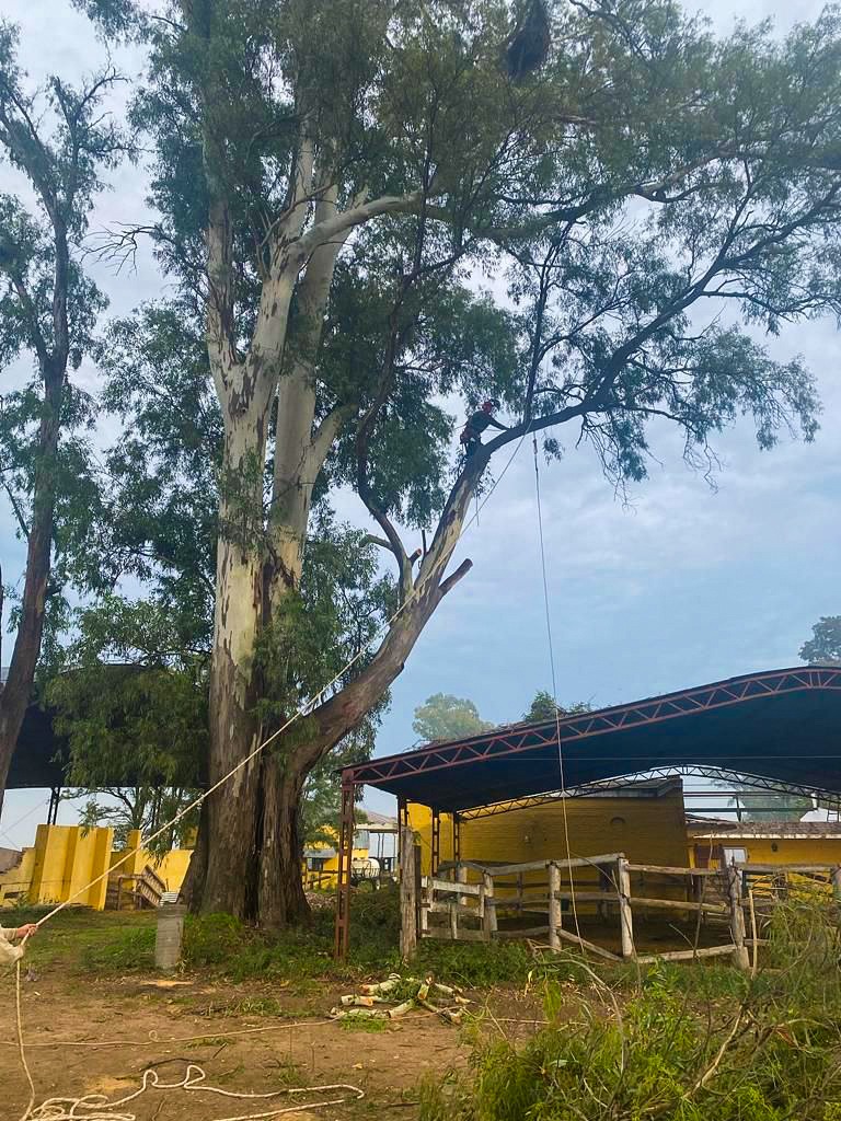 Podas en altura - Valentina Facebook ad: ¿Tenés un árbol que te ocasiona problemas?