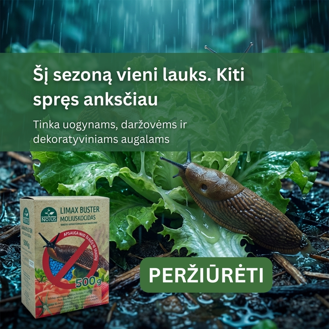 Nojaus sėklos Facebook ad