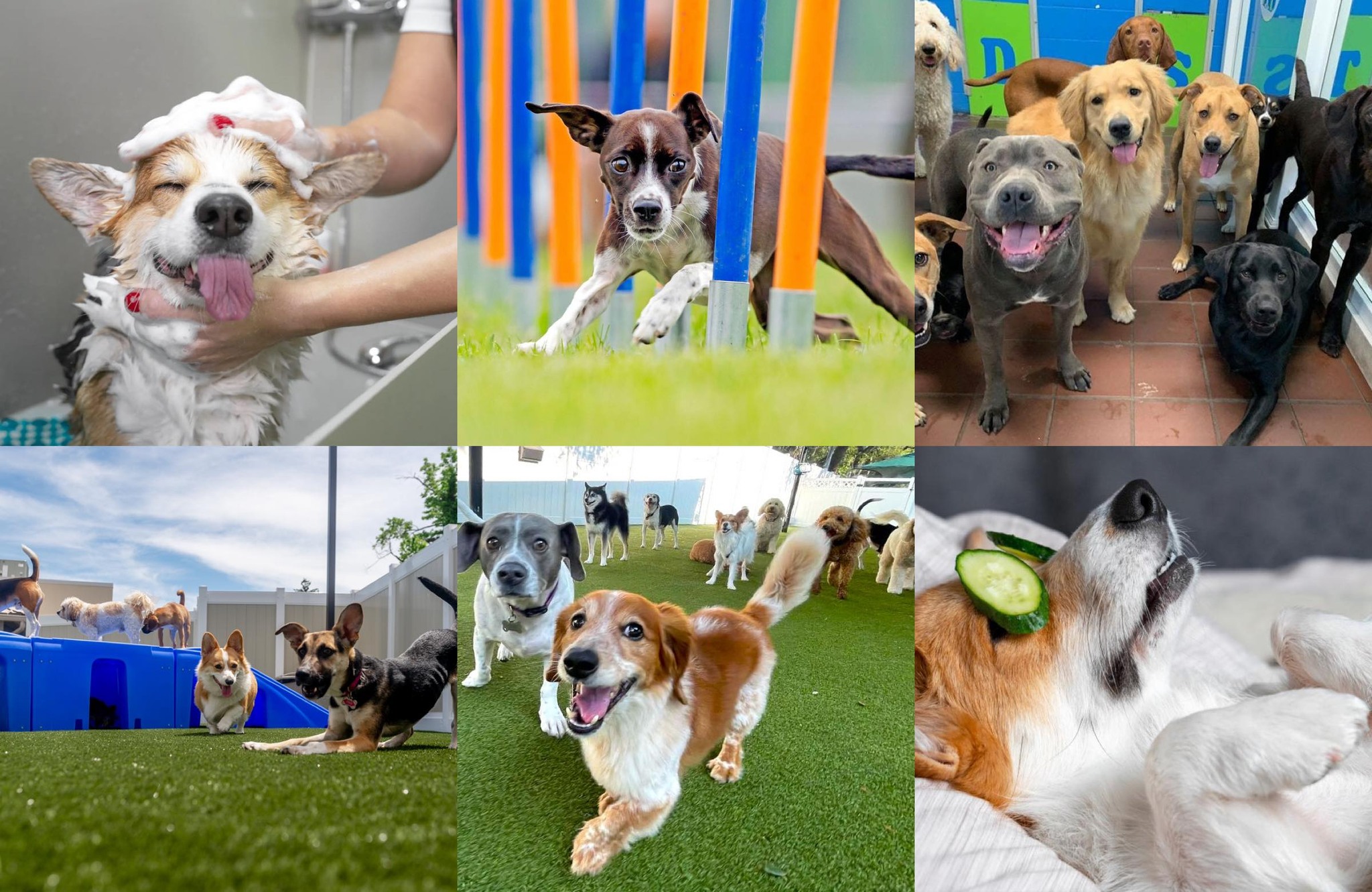 All 4 Paws Pet Care, West Hartford CT Facebook ad: ALL PETS WELCOME!